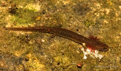 Eurycea troglodytes