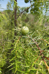 Juniperus macrocarpa