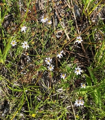 Coreopsis rosea