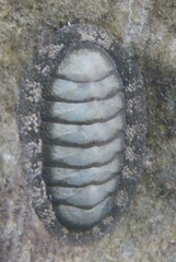 Chiton tuberculatus