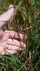 Carex aquatilis