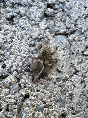 Habronattus coecatus