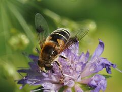 Eristalis jugorum
