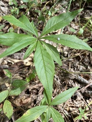 Lysimachia borealis
