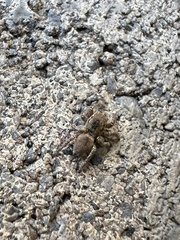 Habronattus coecatus