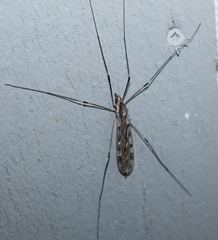 Tipula abdominalis