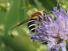 Eristalis jugorum