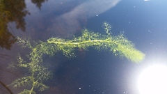 Utricularia macrorhiza