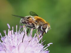 Eristalis jugorum