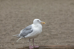 Larus glaucescens × occidentalis