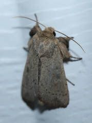 Leucania pseudargyria