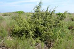 Juniperus macrocarpa