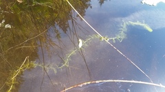 Utricularia macrorhiza