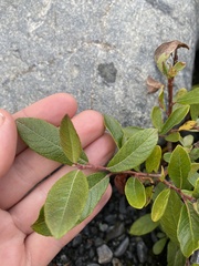 Salix myrtillifolia