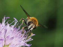 Eristalis jugorum