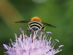 Eristalis jugorum
