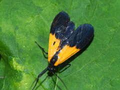 Lycomorpha pholus
