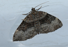 Xanthorhoe lacustrata