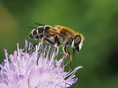 Eristalis jugorum