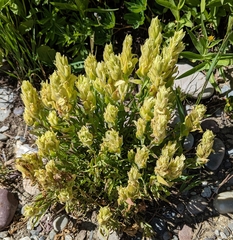 Castilleja occidentalis