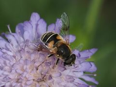 Eristalis jugorum