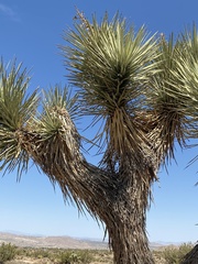 Yucca brevifolia
