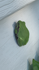 Hyla