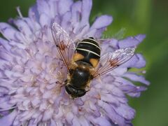 Eristalis jugorum
