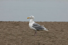 Larus glaucescens × occidentalis