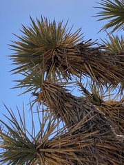 Yucca brevifolia