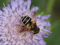 Eristalis jugorum