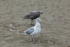 Larus glaucescens × occidentalis