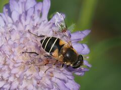 Eristalis jugorum