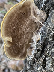 Mensularia radiata
