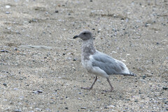 Larus glaucescens × occidentalis