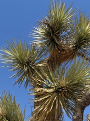 Yucca brevifolia
