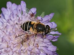 Eristalis jugorum