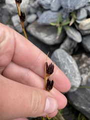 Juncus