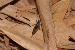 Paulinia acuminata