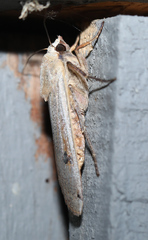 Abagrotis alternata