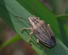 Aelia acuminata