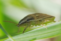 Aelia acuminata