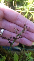 Juncus articulatus