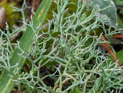 Cladonia furcata