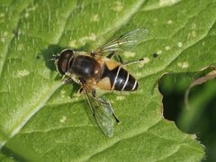 Eristalis jugorum