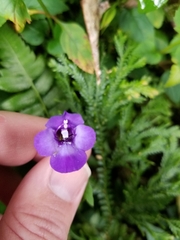 Torenia asiatica