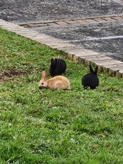 Oryctolagus cuniculus domesticus