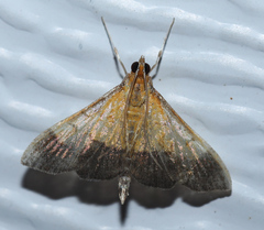 Pyrausta bicoloralis