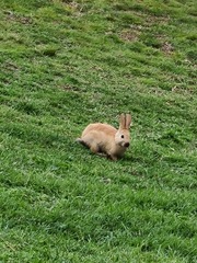 Oryctolagus cuniculus domesticus
