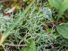 Cladonia furcata